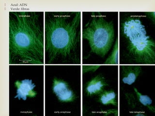  Azul: ADN
 Verde: fibras
 
