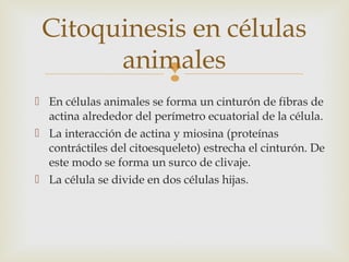 
 En células animales se forma un cinturón de fibras de
actina alrededor del perímetro ecuatorial de la célula.
 La interacción de actina y miosina (proteínas
contráctiles del citoesqueleto) estrecha el cinturón. De
este modo se forma un surco de clivaje.
 La célula se divide en dos células hijas.
Citoquinesis en células
animales
 