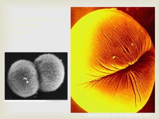 Formación del surco de
clivaje en células
animales
Cleave furrow in a dividing frog cell.
 