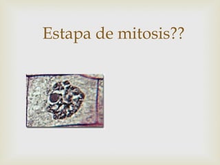 Estapa de mitosis??
 