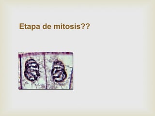 Etapa de mitosis??
 