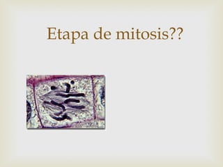 Etapa de mitosis??
 