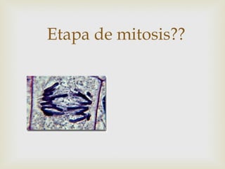 Etapa de mitosis??
 
