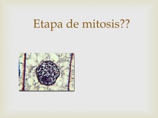 Etapa de mitosis??
 