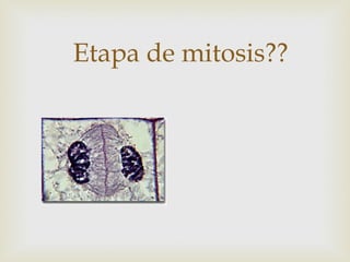 Etapa de mitosis??
 