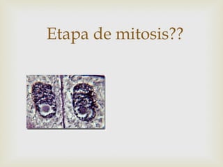 Etapa de mitosis??
 
