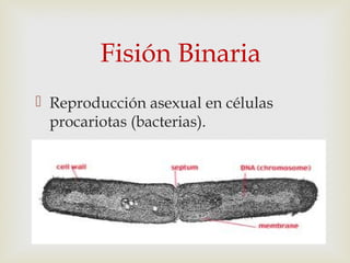 Fisión Binaria
 Reproducción asexual en células
procariotas (bacterias).
 