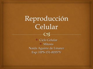  Ciclo CelularCiclo Celular
 MitosisMitosis
Naida Aguirre de LinarezNaida Aguirre de Linarez
Exp: HPS-151-00357VExp: HPS-151-00357V
 