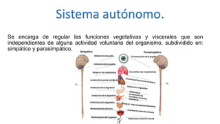 Se encarga de regular las funciones vegetativas y viscerales que son
independientes de alguna actividad voluntaria del organismo, subdividido en:
simpático y parasimpático.
Sistema autónomo.
 