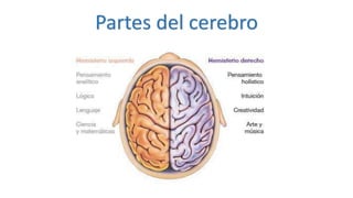 Partes del cerebro
 