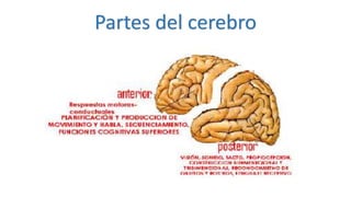 Partes del cerebro
 
