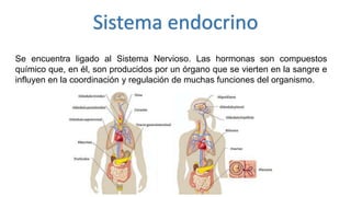 Sistema endocrino
Se encuentra ligado al Sistema Nervioso. Las hormonas son compuestos
químico que, en él, son producidos por un órgano que se vierten en la sangre e
influyen en la coordinación y regulación de muchas funciones del organismo.
 