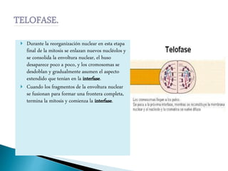  Durante la reorganización nuclear en esta etapa
final de la mitosis se enlazan nuevos nucléolos y
se consolida la envoltura nuclear, el huso
desaparece poco a poco, y los cromosomas se
desdoblan y gradualmente asumen el aspecto
extendido que tenían en la interfase.
 Cuando los fragmentos de la envoltura nuclear
se fusionan para formar una frontera completa,
termina la mitosis y comienza la interfase.
 