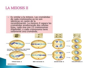  Es similar a la mitosis. Las cromátidas
de cada cromosoma ya no son
idénticas en razón de la
recombinación. La meiosis II separa las
cromátidas produciendo dos células
hijas, cada una con 23 cromosomas
(haploide), y cada cromosoma tiene
solamente una cromátida.
 