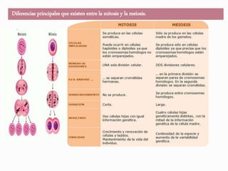 Diferencias principales que existen entre la mitosis y la meiosis.
 