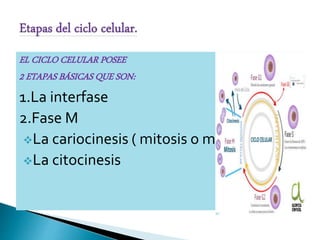 EL CICLO CELULAR POSEE
2 ETAPAS BÁSICAS QUE SON:
1.La interfase
2.Fase M
La cariocinesis ( mitosis o meiosis)
La citocinesis
 