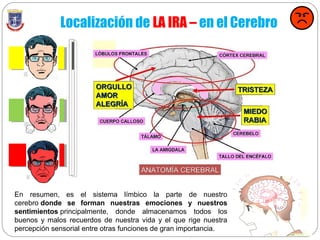 Localización de LA IRA – en el Cerebro
En resumen, es el sistema límbico la parte de nuestro
cerebro donde se forman nuestras emociones y nuestros
sentimientos principalmente, donde almacenamos todos los
buenos y malos recuerdos de nuestra vida y el que rige nuestra
percepción sensorial entre otras funciones de gran importancia.
 