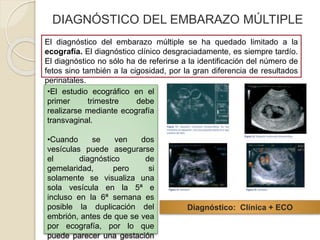 DIAGNÓSTICO DEL EMBARAZO MÚLTIPLE 
El diagnóstico del embarazo múltiple se ha quedado limitado a la 
ecografía. El diagnóstico clínico desgraciadamente, es siempre tardío. 
El diagnóstico no sólo ha de referirse a la identificación del número de 
fetos sino también a la cigosidad, por la gran diferencia de resultados 
perinatales. 
•El estudio ecográfico en el 
primer trimestre debe 
realizarse mediante ecografía 
transvaginal. 
•Cuando se ven dos 
vesículas puede asegurarse 
el diagnóstico de 
gemelaridad, pero si 
solamente se visualiza una 
sola vesícula en la 5ª e 
incluso en la 6ª semana es 
posible la duplicación del 
embrión, antes de que se vea 
por ecografía, por lo que 
puede parecer una gestación 
Diagnóstico: Clínica + ECO 
 
