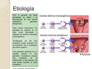 Etiología 
•Por lo general, los fetos 
gemelares se deben a la 
fecundación de dos óvulos 
separados (gemelos 
dicigoticos). 
•Con menor frecuencia, los 
gemelos se originan en un 
solo òvulo fecundado y 
despues se dividen (Gemelos 
monocigoticos. 
•Cualquiera de los dos 
procesos puede intervenir en 
la formacion de un embarazo 
de orden superior. 
•Los gemelos dicigotos en un 
sentido estricto no son 
gemelos verdaderos porque 
son resultado de la 
maduracion y fecundacion de 
dos ovulos durante un ciclo 
ovulatorio. 
•Los gemelos monocigotos o 
 