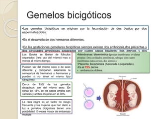 Gemelos bicigóticos 
•Los gemelos bicigóticos se originan por la fecundación de dos óvulos por dos 
espermatozoides. 
•Es el desarrollo de dos hermanos diferentes. 
•En las gestaciones gemelares bicigóticas siempre existen dos embriones,dos placentas y 
dos cavidades amnióticas separadas por cuatro capas tisulares: dos amnios y dos 
LcoosrionOevuslos se liberan de foliculos 
separados (rara vez del mismo) mas o 
menos al mismo tiempo. 
Pueden ser del mismo sexo o de sexo 
diferente y comparten solamente la 
semejanza de hermanos o hermanas y 
pueden o no tener el mismo tipo 
sanguineo. 
Cerca de 75% de los gemelos 
dicigoticos son del mismo sexo. En 
cerca del 45% de los casos ambos son 
varones y ambos mujeres en el 30%. 
La raza negra es un factor de riesgo 
frecuente y las mujeres que han dado a 
luz a gemelos dicigoticos tienen una 
posibilidad 10 veces mayor de embarazo 
multiple 
•Membranas: biamniótica (poseen membranas ovulares 
propias: Dos cavidades amnióticas, tabique con cuatro 
membranas (dos corion, dos amnios). 
•Placenta: bicoriónica (fusionada o separadas). 
•Es el 75% de los 
• embarazos dobles. 
 