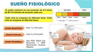 El sueño nocturno es una sucesión de 4-5 ciclos
de 90-110 minutos de duración cada uno.
Cada ciclo se compone de diferente fases: Cada
ciclo se compone de diferente fases:
fases 1 y 2 del sueño.Sueño Superficial
Sueño Profundo
Sueño Paradójico
fases 3 y 4 del sueño.
fase REM (Rapid Eye
Movement) o MOR
(Movimientos Oculares
Rápidos).
 