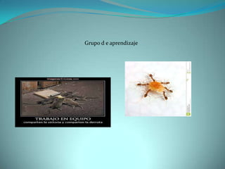 Grupo d e aprendizaje
 