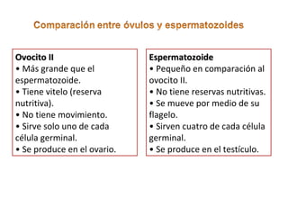 OOvvoocciittoo IIII 
• Más grande que el 
espermatozoide. 
• Tiene vitelo (reserva 
nutritiva). 
• No tiene movimiento. 
• Sirve solo uno de cada 
célula germinal. 
• Se produce en el ovario. 
EEssppeerrmmaattoozzooiiddee 
• Pequeño en comparación al 
ovocito II. 
• No tiene reservas nutritivas. 
• Se mueve por medio de su 
flagelo. 
• Sirven cuatro de cada célula 
germinal. 
• Se produce en el testículo. 
