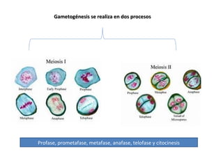 Gametogénesis se realiza eenn ddooss pprroocceessooss 
Profase, prometafase, metafase, anafase, telofase y citocinesis 
 
