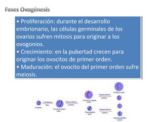 • Proliferación: durante el desarrollo 
embrionario, las células germinales de los 
ovarios sufren mitosis para originar a los 
ovogonios. 
• Crecimiento: en la pubertad crecen para 
originar los ovocitos de primer orden. 
• Maduración: el ovocito del primer orden sufre 
meiosis. 
• Proliferación: durante el desarrollo 
embrionario, las células germinales de los 
ovarios sufren mitosis para originar a los 
ovogonios. 
• Crecimiento: en la pubertad crecen para 
originar los ovocitos de primer orden. 
• Maduración: el ovocito del primer orden sufre 
meiosis. 
 