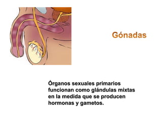 Órganos sseexxuuaalleess pprriimmaarriiooss 
ffuunncciioonnaann ccoommoo gglláánndduullaass mmiixxttaass 
eenn llaa mmeeddiiddaa qquuee ssee pprroodduucceenn 
hhoorrmmoonnaass yy ggaammeettooss.. 
 
