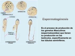 EEss eell pprroocceessoo ddee pprroodduucccciióónn ddee 
llooss ggaammeettooss MMaassccuulliinnooss 
((eessppeerrmmaattoozzooiiddeess)) qquuee ttiieenneenn 
ssuu pprroodduucccciióónn eenn llooss 
tteessttííccuullooss,, eessppeeccííffiiccaammeennttee eenn 
llooss ttúúbbuullooss sseemmiinnííffeerrooss.. 
 
