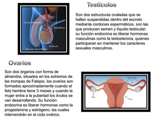 SSoonn ddooss eessttrruuccttuurraass oovvaallaaddaass qquuee ssee 
hhaallllaann ssuussppeennddiiddaass ddeennttrroo ddeell eessccrroottoo 
mmeeddiiaannttee ccoorrddoonneess eessppeerrmmááttiiccooss,, ssoonn llaass 
qquuee pprroodduucceenn sseemmeenn yy llííqquuiiddoo tteessttiiccuullaarr;; 
ssuu ffuunncciióónn eennddooccrriinnaa eess lliibbeerraarr hhoorrmmoonnaass 
mmaassccuulliinnaass ccoommoo llaa tteessttoosstteerroonnaa,, qquuiieenneess 
ppaarrttiicciippaarraann eenn mmaanntteenneerr llooss ccaarraacctteerreess 
sseexxuuaalleess mmaassccuulliinnooss.. 
SSoonn ddooss óórrggaannooss ccoonn ffoorrmmaa ddee 
aallmmeennddrraa,, ssiittuuaaddooss eenn llooss eexxttrreemmooss ddee 
llaass ttrroommppaass ddee FFaallooppiioo,, llooss oovvaarriiooss ssoonn 
ffoorrmmaaddooss aapprrooxxiimmaaddaammeennttee ccuuaannddoo eell 
ffeettoo hheemmbbrraa ttiieennee 33 mmeesseess yy ccuuaannddoo llaa 
mmuujjeerr eennttrraa aa llaa ppuubbeerrttaadd llooss óóvvuullooss ssee 
vvaann ddeessaarrrroollllaannddoo.. SSuu ffuunncciióónn 
eennddooccrriinnaa eess lliibbeerraarr hhoorrmmoonnaass ccoommoo llaa 
pprrooggeesstteerroonnaa yy eessttrróóggeennoo,, llaass ccuuaalleess 
iinntteerrvveennddrráánn eenn eell cciicclloo oovváárriiccoo.. 
 