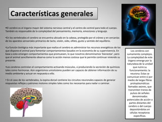 Características generales
El cerebro es el órgano mayor del sistema nervioso central y el centro de control para todo el cuerpo.
También es responsable de la complejidad del pensamiento, memoria, emociones y lenguaje.
•En los vertebrados el cerebro se encuentra ubicado en la cabeza, protegido por el cráneo y en cercanías
de los aparatos sensoriales primarios de tacto, visión, oído, olfato, gusto y sentido del equilibrio.
•La función biológica más importante que realiza el cerebro es administrar los recursos energéticos de los
que dispone el animal para fomentar comportamientos basados en la economía de su supervivencia. En
base a esto emergen comportamientos que promueven, lo que nosotros denominamos 'bienestar', pero
que el animal sencillamente observa como la acción menos costosa que le permite continuar viviendo su
presente.
•Los cerebros controlan el comportamiento activando músculos, o produciendo la secreción de químicos
tales como hormonas. Aún organismos unicelulares pueden ser capaces de obtener información de su
medio ambiente y actuar en respuesta a ello.
• En el caso de los vertebrados, la espina dorsal contiene los circuitos neuronales capaces de generar
respuestas reflejas y patrones motores simples tales como los necesarios para nadar o caminar.
Los cerebros son
sumamente complejos.
La complejidad de este
órgano emerge por la
naturaleza de la unidad
que nutre su
funcionamiento: la
neurona. Estas se
comunican entre sí por
medio de largas fibras
protoplasmáticas
llamadas axones, que
transmiten trenes de
pulsos de señales
denominados
potenciales de acción a
partes distantes del
cerebro o del cuerpo
depositándolas en
células receptoras
específicas.
 