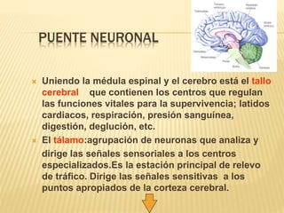 PUENTE NEURONAL
 Uniendo la médula espinal y el cerebro está el tallo
cerebral que contienen los centros que regulan
las funciones vitales para la supervivencia; latidos
cardiacos, respiración, presión sanguínea,
digestión, deglución, etc.
 El tálamo:agrupación de neuronas que analiza y
dirige las señales sensoriales a los centros
especializados.Es la estación principal de relevo
de tráfico. Dirige las señales sensitivas a los
puntos apropiados de la corteza cerebral.
 