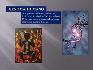 Es el genoma del Homo sapiens, es
decir, la secuencia de ADN contenida en
23 pares de cromosomas en el núcleo de
cada célula humana diploide
GENOMA HUMANO
 