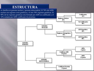 ESTRUCTURA
se clasifica en genoma nuclear y genoma mitocondrial. El 70% del ADN
nuclear son regiones extra genéticas y el otro 30% regiones genéticas. El
90% de las regiones genéticas esta formado por ADN no codificante y el
10% restante por ADN codificante de proteínas.
 
