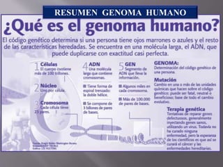 RESUMEN GENOMA HUMANO
 
