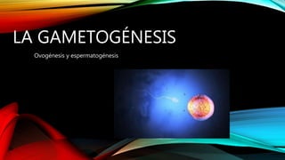 LA GAMETOGÉNESIS
Ovogénesis y espermatogénesis
 