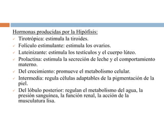 Hormonas producidas por la Hipófisis:
 Tirotrópica: estimula la tiroides.
 Folículo estimulante: estimula los ovarios.
 Luteinizante: estimula los testículos y el cuerpo lúteo.
 Prolactina: estimula la secreción de leche y el comportamiento
materno.
 Del crecimiento: promueve el metabolismo celular.
 Intermedia: regula células adaptables de la pigmentación de la
piel.
 Del lóbulo posterior: regulan el metabolismo del agua, la
presión sanguínea, la función renal, la acción de la
musculatura lisa.
 