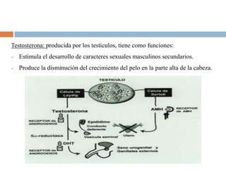 Testosterona: producida por los testículos, tiene como funciones:
 Estimula el desarrollo de caracteres sexuales masculinos secundarios.
 Produce la disminución del crecimiento del pelo en la parte alta de la cabeza.
 