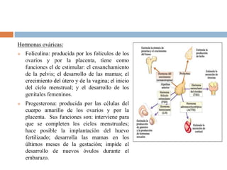 Hormonas ováricas:
 Foliculina: producida por los folículos de los
ovarios y por la placenta, tiene como
funciones el de estimular: el ensanchamiento
de la pelvis; el desarrollo de las mamas; el
crecimiento del útero y de la vagina; el inicio
del ciclo menstrual; y el desarrollo de los
genitales femeninos.
 Progesterona: producida por las células del
cuerpo amarillo de los ovarios y por la
placenta. Sus funciones son: interviene para
que se completen los ciclos menstruales;
hace posible la implantación del huevo
fertilizado; desarrolla las mamas en los
últimos meses de la gestación; impide el
desarrollo de nuevos óvulos durante el
embarazo.
 