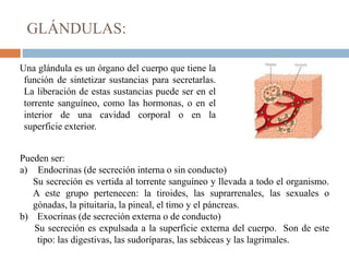 GLÁNDULAS:
Una glándula es un órgano del cuerpo que tiene la
función de sintetizar sustancias para secretarlas.
La liberación de estas sustancias puede ser en el
torrente sanguíneo, como las hormonas, o en el
interior de una cavidad corporal o en la
superficie exterior.
Pueden ser:
a) Endocrinas (de secreción interna o sin conducto)
Su secreción es vertida al torrente sanguíneo y llevada a todo el organismo.
A este grupo pertenecen: la tiroides, las suprarrenales, las sexuales o
gónadas, la pituitaria, la pineal, el timo y el páncreas.
b) Exocrinas (de secreción externa o de conducto)
Su secreción es expulsada a la superficie externa del cuerpo. Son de este
tipo: las digestivas, las sudoríparas, las sebáceas y las lagrimales.
 