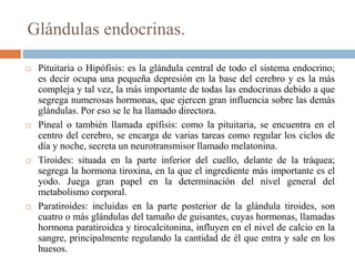 Glándulas endocrinas.
 Pituitaria o Hipófisis: es la glándula central de todo el sistema endocrino;
es decir ocupa una pequeña depresión en la base del cerebro y es la más
compleja y tal vez, la más importante de todas las endocrinas debido a que
segrega numerosas hormonas, que ejercen gran influencia sobre las demás
glándulas. Por eso se le ha llamado directora.
 Pineal o también llamada epífisis: como la pituitaria, se encuentra en el
centro del cerebro, se encarga de varias tareas como regular los ciclos de
día y noche, secreta un neurotransmisor llamado melatonina.
 Tiroides: situada en la parte inferior del cuello, delante de la tráquea;
segrega la hormona tiroxina, en la que el ingrediente más importante es el
yodo. Juega gran papel en la determinación del nivel general del
metabolismo corporal.
 Paratiroides: incluidas en la parte posterior de la glándula tiroides, son
cuatro o más glándulas del tamaño de guisantes, cuyas hormonas, llamadas
hormona paratiroidea y tirocalcitonina, influyen en el nivel de calcio en la
sangre, principalmente regulando la cantidad de él que entra y sale en los
huesos.
 