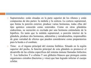  Suprarrenales: están situadas en la parte superior de los riñones y están
compuestas de dos partes: la médula y la corteza. La corteza suprarrenal,
que forma la porción exterior, produce varias hormonas, todas ellas del
tipo químico conocido como esteroides. Como en otras glándulas
endocrinas, su secreción es excitada por una hormona estimulante de la
hipófisis. En tanto que la médula suprarrenal, o porción interior de la
glándula, produce dos hormonas, adrenalina y noradrenalina, responsables
de gran variedad de efectos que pueden considerarse como preparatorios
para la huida o el combate.
 Timo: es el órgano principal del sistema linfático. Situado en la región
superior del pecho, la función principal de esta glándula es promover el
desarrollo de las células específicas del sistema inmune llamadas linfocitos
T. Los linfocitos T o células T son glóbulos blancos que protegen contra
organismos extraños (bacterias y virus) que han logrado infectar el cuerpo
celular.
 