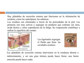 Las glándulas de secreción externa intervienen en la conducta directa o
indirectamente, y así una gran tristeza puede hacer llorar; una fuerte
emoción puede hacer sudar.
Las lagrimales segregan
el fluído que llena las
cavidades oculares.
Hay glándulas de secreción externa que funcionan en la eliminación de
residuos, como las sudoríparas, las sebáceas.
Los residuos son eliminados a través de las porosidades de la piel. Las
primeras son muy activas y segregan un producto que contiene sal, úrea,
ácido láctico y otros coproductos de la fatiga. Su evaporación contribuye a
enfriar la superficie del cuerpo.
 