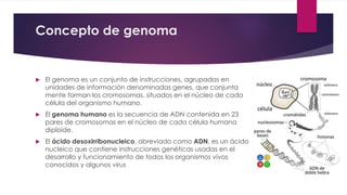 Concepto de genoma 
 El genoma es un conjunto de instrucciones, agrupadas en 
unidades de información denominadas genes, que conjunta 
mente forman los cromosomas, situados en el núcleo de cada 
célula del organismo humano. 
 El genoma humano es la secuencia de ADN contenida en 23 
pares de cromosomas en el núcleo de cada célula humana 
diploide. 
 El ácido desoxirribonucleico, abreviado como ADN, es un ácido 
nucleico que contiene instrucciones genéticas usadas en el 
desarrollo y funcionamiento de todos los organismos vivos 
conocidos y algunos virus 
 