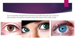 Con el manejo del genoma humano se podría decidir que color de 
ojos tendrá una persona desde antes de nacer entre otras cosas. 
 
