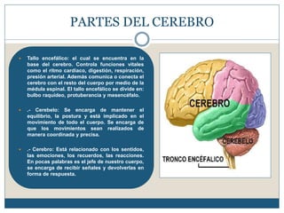 PARTES DEL CEREBRO
 Tallo encefálico: el cual se encuentra en la
base del cerebro. Controla funciones vitales
como el ritmo cardíaco, digestión, respiración,
presión arterial. Además comunica o conecta el
cerebro con el resto del cuerpo por medio de la
médula espinal. El tallo encefálico se divide en:
bulbo raquídeo, protuberancia y mesencéfalo.
 .- Cerebelo: Se encarga de mantener el
equilibrio, la postura y está implicado en el
movimiento de todo el cuerpo. Se encarga de
que los movimientos sean realizados de
manera coordinada y precisa.
 .- Cerebro: Está relacionado con los sentidos,
las emociones, los recuerdos, las reacciones.
En pocas palabras es el jefe de nuestro cuerpo,
se encarga de recibir señales y devolverlas en
forma de respuesta.
 