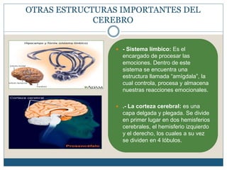 OTRAS ESTRUCTURAS IMPORTANTES DEL
CEREBRO
 - Sistema límbico: Es el
encargado de procesar las
emociones. Dentro de este
sistema se encuentra una
estructura llamada “amígdala”, la
cual controla, procesa y almacena
nuestras reacciones emocionales.
 .- La corteza cerebral: es una
capa delgada y plegada. Se divide
en primer lugar en dos hemisferios
cerebrales, el hemisferio izquierdo
y el derecho, los cuales a su vez
se dividen en 4 lóbulos.
 