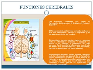 FUNCIONES CEREBRALES
 Las funciones cerebrales son cinco: 1)
Percepción, 2) Retención, 3) Análisis, 4) Emisión,
5) Control
 El funcionamiento del cerebro se realiza en base a
sus dos hemisferios: derecho e izquierdo, y la
corteza cerebral que los recubre.
 El hemisferio derecho recibe, elabora y expresa
toda la información sensorial y espacial. Lo
visual, lo no racional, la creatividad de cada
persona. Es el hemisferio relacionado con el arte
en todas sus manifestaciones. Del fenómeno,
percibe su significante (su forma exterior).
 El hemisferio izquierdo recibe, elabora y expresa
toda la información conceptual. Es el hemisferio
lógico, matemático analítico y verbal. Porque es
racional, es el hemisferio critico, relacionado con
la ciencia, en todas sus manifestaciones. Del
fenómeno icónico, percibe su significado (su
contenido conceptual).
 